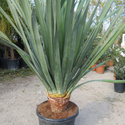 Dracaena draco