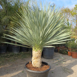 Yucca rostrata blue swan 45 l