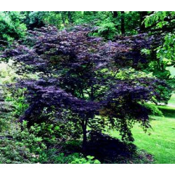 Acer palmatum black lace®