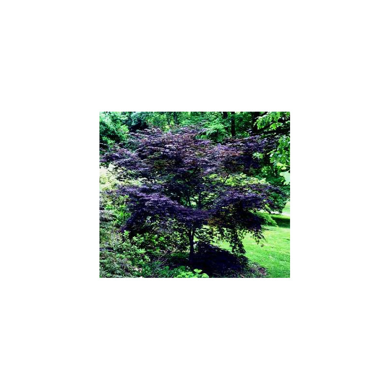 Acer palmatum black lace®