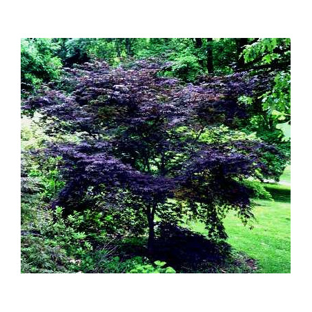 Acer palmatum black lace®