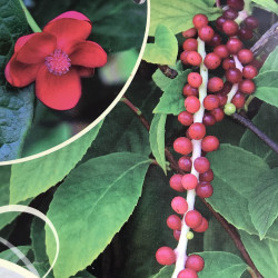 Schisandra rubiflora mâle