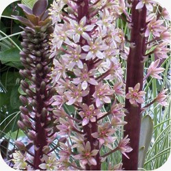 Eucomis 'sparkling burgundy'