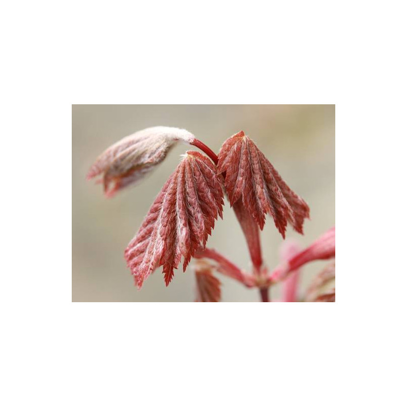 Acer japonicum ruby