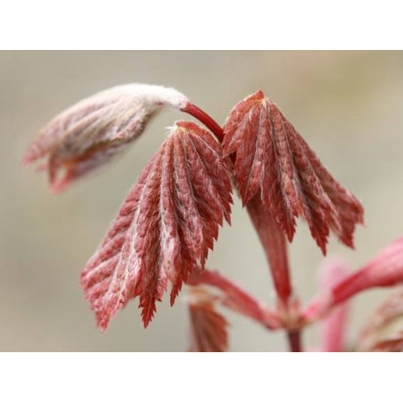 Acer japonicum ruby