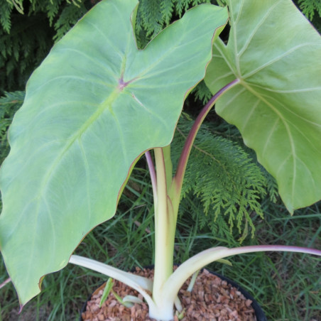 Colocasia Maui gold