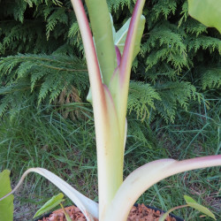 Colocasia Maui gold