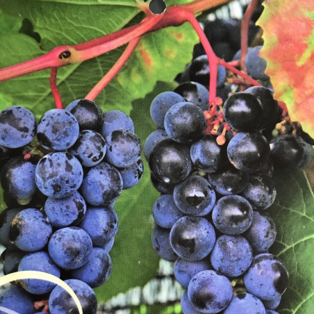 Vitis Zilga®