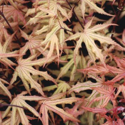 Acer palmatum amber ghost