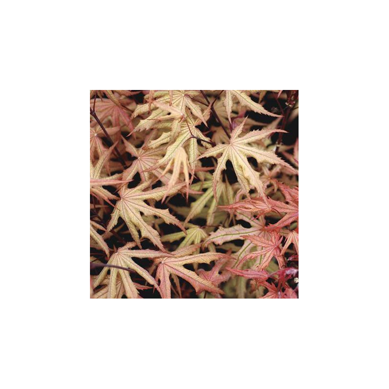 Acer palmatum amber ghost