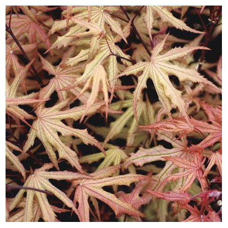 Acer palmatum amber ghost