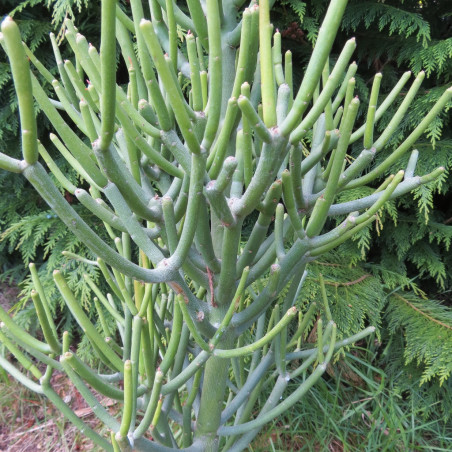 Euphorbia tirucalli