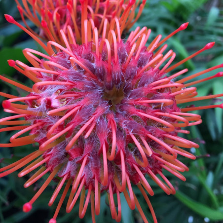 Leucospermum tango