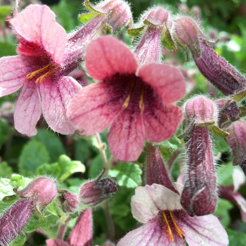 Rehmannia henryi