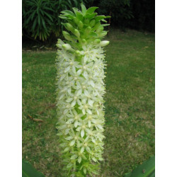 Eucomis 'Tugela jade'