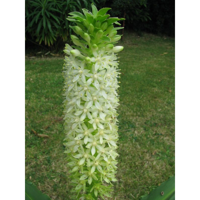 Eucomis 'Tugela jade'