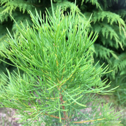 Hakea suaveolens