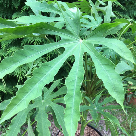 Fatsia polycarpa green fingers