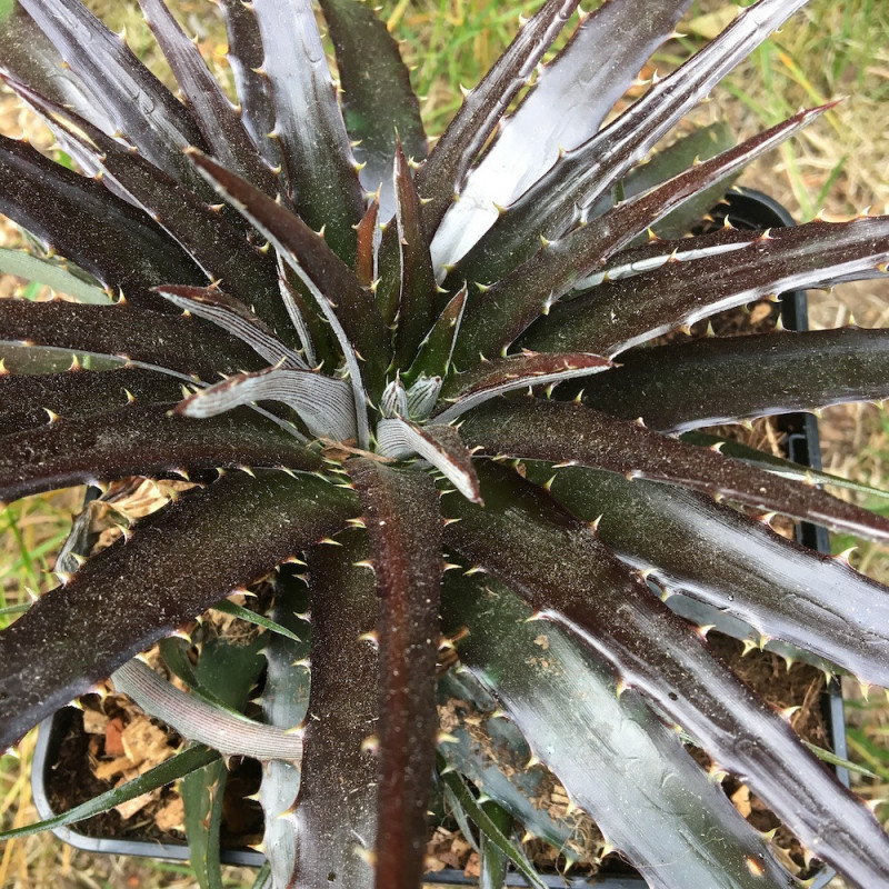 Dyckia grape jelly