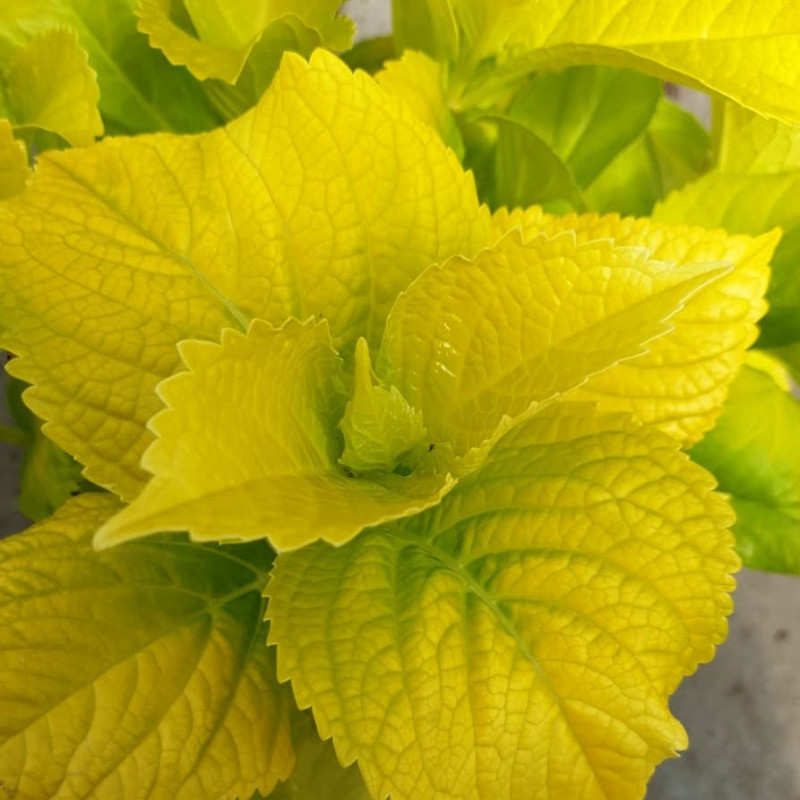 Hydrangea lemon daddy