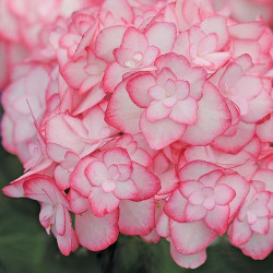 Variegated Hydrangea miss Saori