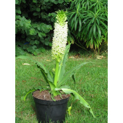 Eucomis 'Tugela jade'