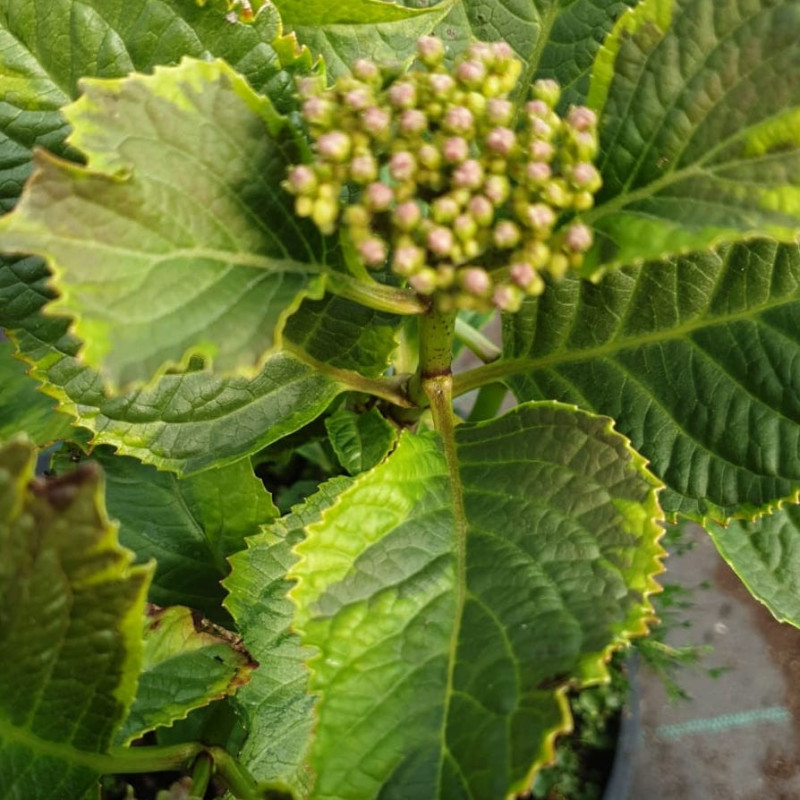 Variegated Hydrangea miss Saori