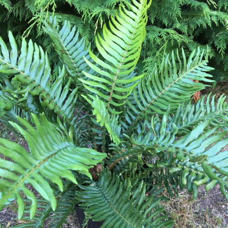 Blechnum cycadifolium