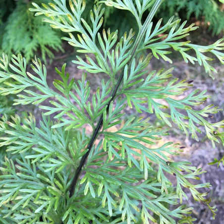 Asplenium bulbiferum