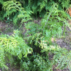 Asplenium bulbiferum