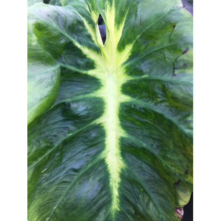 Colocasia white lava