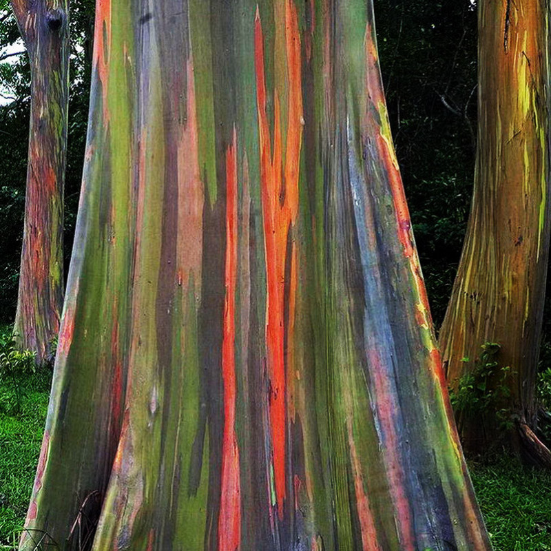 Eucalyptus deglupta