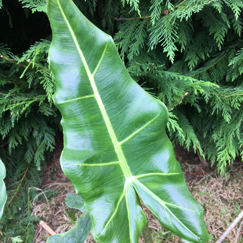 Alocasia x sarian