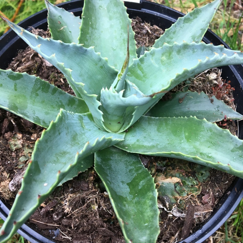 Agave ovatifolia vanzie