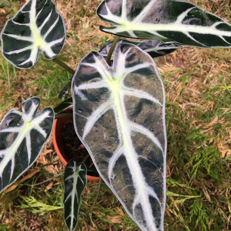 Alocasia amazonica Polly