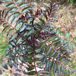 Zanthoxylum purple leaves