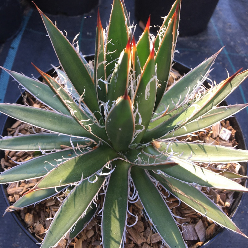 Agave schidigera white stripe