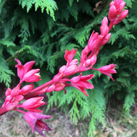 Hesperaloe rose des sables