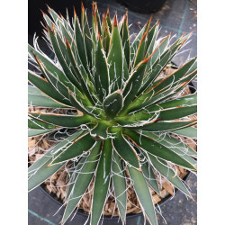 Agave toumeyana bella