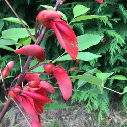 Erythrina crista-galli compacta