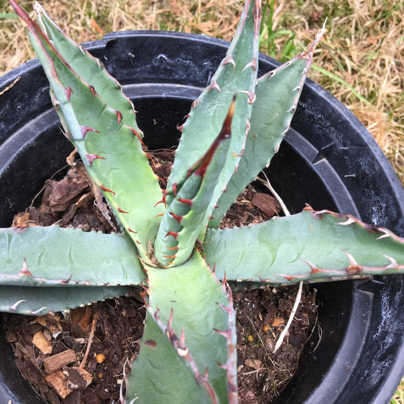 Agave mckelveyana