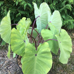 Colocasia red-eyed gecko