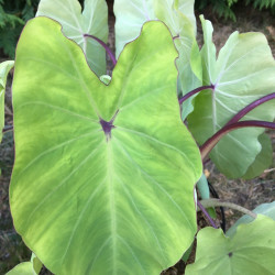 Colocasia red-eyed gecko