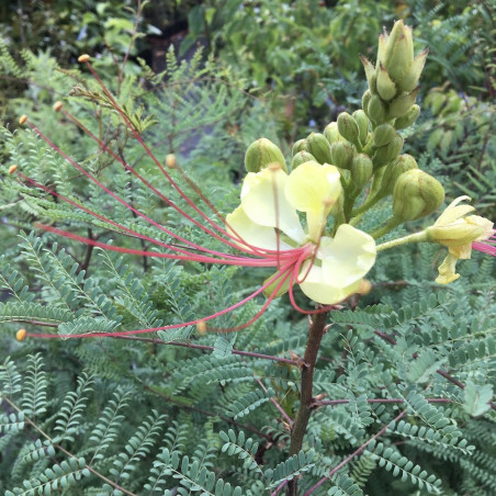 Caesalpinia gilliesii 