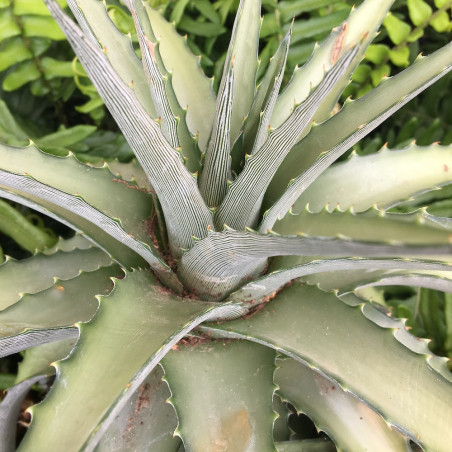 Dyckia platyphylla