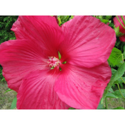 Hibiscus moscheutos rouge