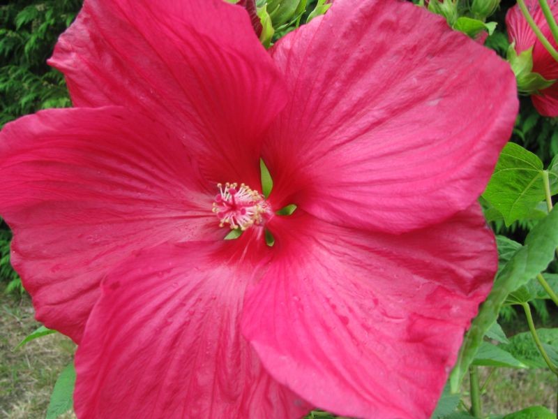 Red Hibiscus Moscheutos Marsh Mallow