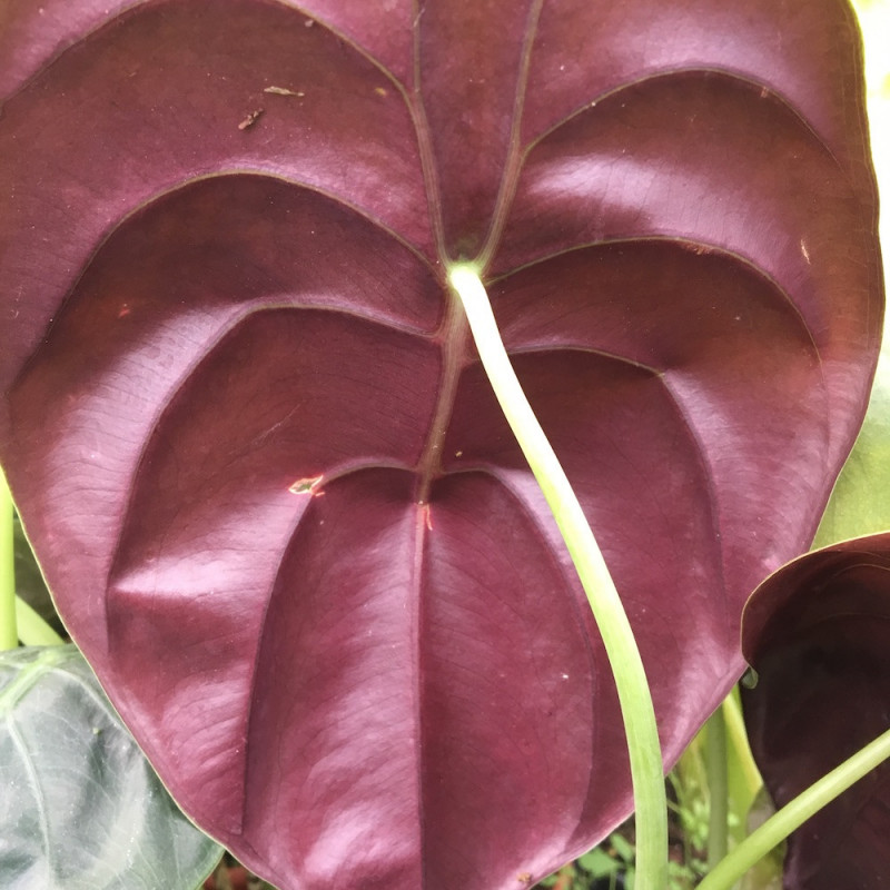 Alocasia red secret