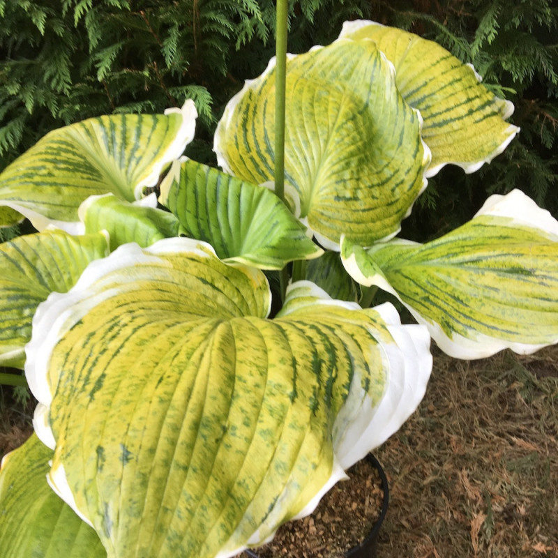 Hosta winter snow