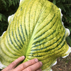 Hosta winter snow